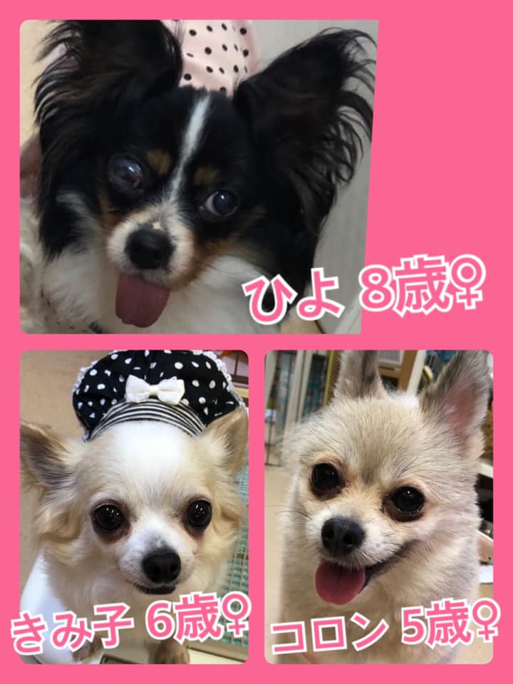 🐾今日の里親様募集中ワンコ🐶メンバーです🐾2020,6,17